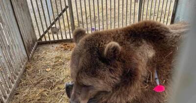Через пробки и блокпосты. Как медведей из "Белой скалы" эвакуировали на Западную Украину (фото)