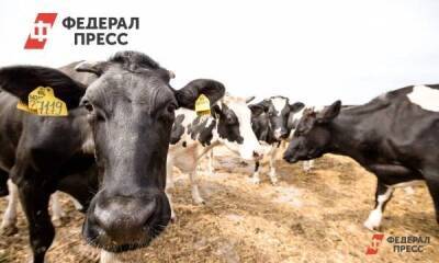 В Нижегородской области запустили крупный молочный комплекс