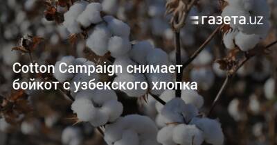Cotton Campaign снимает бойкот с узбекского хлопка