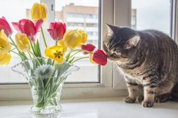 Осторожно: тюльпаны и коты!