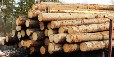 Минпромторг предложил запретить поставки древесины в ЕС и США
