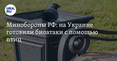 Минобороны РФ: на Украине готовили биоатаки с помощью птиц