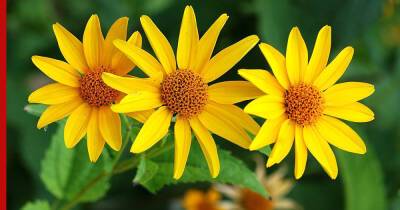 Засуха не страшна: 5 красивых цветов для солнечного сада