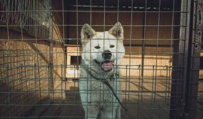 В апреле в Тюменской области появится 100 вольеров для бездомных животных