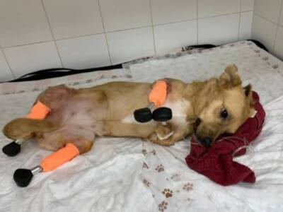 Собака с протезами на всех лапках не смогла попасть к новой хозяйке из Новосибирска в Англию из-за санкций