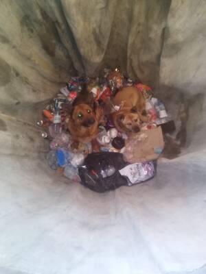 В Лодейном Поле спасли провалившихся в мусорную яму двух собак