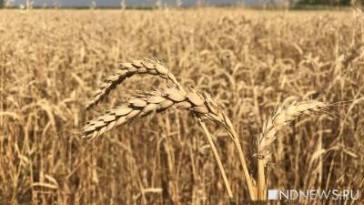 В России на полгода запретили вывоз сахара и пшеницы