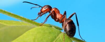 Учёные научили муравьёв искать раковые клетки по запаху