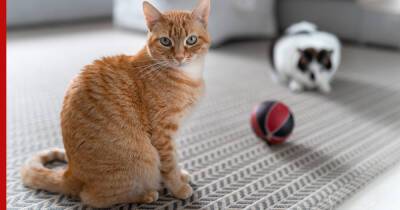 Почему кошка отказывается от игр: 4 частые причины