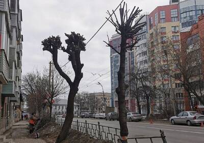 Рязанцы попросили мэрию разъяснить правила обрезки деревьев в городе