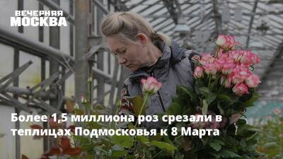 Более 1,5 миллиона роз срезали в теплицах Подмосковья к 8 Марта