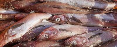 Южносахалинцев приглашают приобрести свежевыловленную рыбу