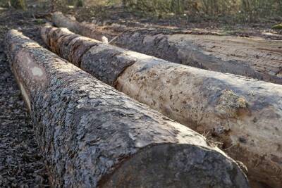 Дерево убило подростка под Новосибирском