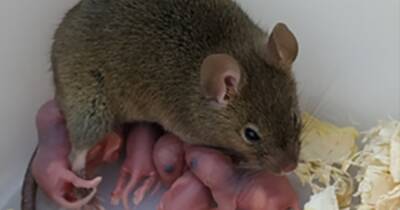 "Непорочное зачатие". Ученые изменили гены мышей, чтобы те рождались без участия самцов