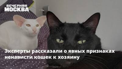 Эксперты рассказали о явных признаках ненависти кошек к хозяину - vm.ru - Москва