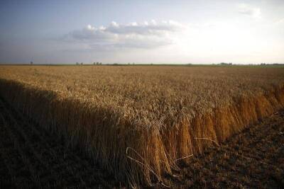Экспортная пошлина на пшеницу из РФ с 16 марта снизится до $86,3 за тонну