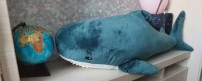 После закрытия в РФ магазинов IKEA тулячка продает купленную там акулу за 800 тысяч рублей