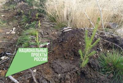 В Ленобласти статус «взрослого» леса получили еще 8,8 тысяч га земель - online47.ru - Ленинградская обл.