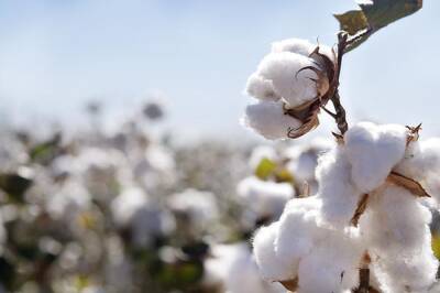 Сегодня Международная коалиция «Cotton Campaign» объявила об окончании призыва к глобальному бойкоту узбекского хлопка