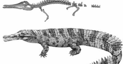 Длиной 6 метров. Найден "предок" драконов, обитавший в Китае 3 тыс. лет назад