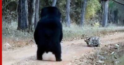Встреча самого опасного медведя с тигром попала на видео