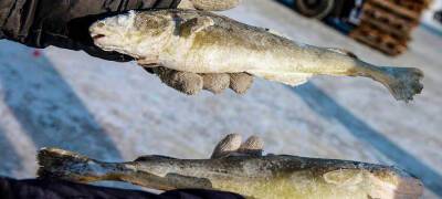 Предприятие из Карелии отправило в Архангельскую область 7 тонн рыбы сомнительного качества