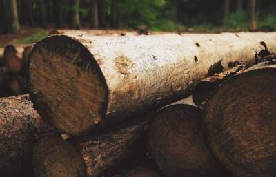 Троих жителей Ивановской области будут судить за кражу тверского леса после расчистки ЛЭП