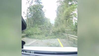 Видео: эвкалипт обрушился на шоссе в Галилее из-за ветра