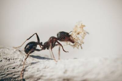 Французские ученые научили муравьев находить раковые клетки по запаху