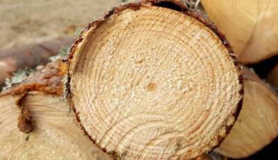Россия решила остановить экспорт сырья из дерева в страны Евросоюза