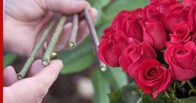 Черенкование роз: главные правила и ошибки неопытных цветоводов