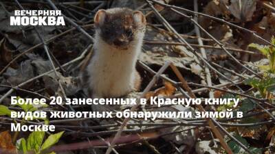 Более 20 занесенных в Красную книгу видов животных обнаружили зимой в Москве