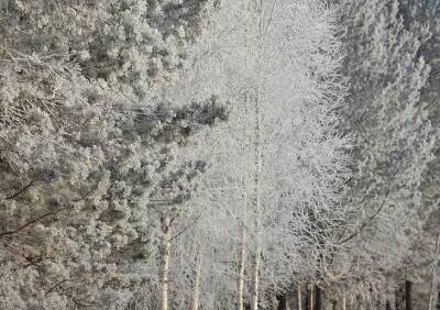 В отдельных районах Рязанской области ожидается 20-градусный мороз