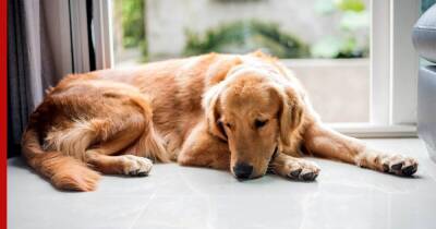 Знать, чтобы вовремя помочь: 5 пород собак, которые подвержены аллергии