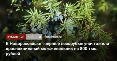 В Новороссийске «черные лесорубы» уничтожили краснокнижный можжевельник на 800 тыс. рублей