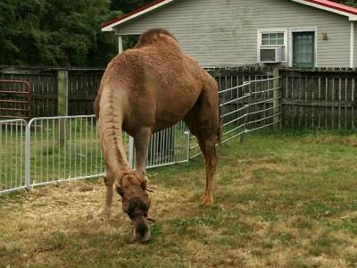 Верблюд сбежал из зоопарка и убил двух человек в США