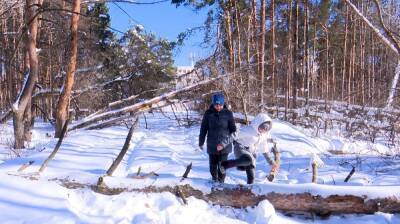 Воронежцы оказались в дорожной блокаде из-за упавших деревьев