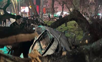 В Ташкенте упавшее дерево повредило стразу три авто. Видео