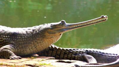 В Китае ученые смогли идентифицировать предка крокодила длиной в шесть метров
