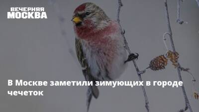 В Москве заметили зимующих в городе чечеток
