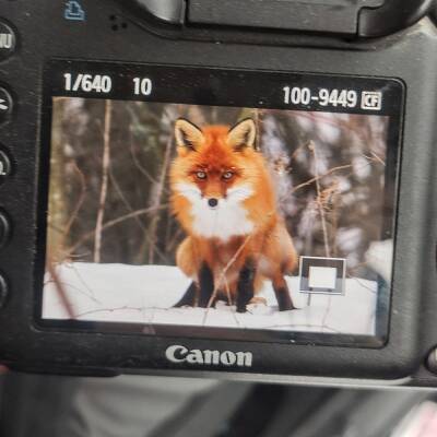Хитрая лисица попозировала на камеру за угощения в Нижне-Свирском заповеднике