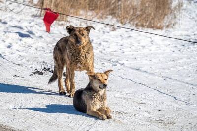 Администратор собачьей передержки в Чите: «Кричим «караул!» после начала спецоперации»