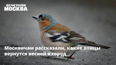 Москвичам рассказали, какие птицы вернутся весной в город