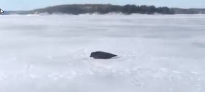 Туристы в Карелии запечатлели отдыхающую на льду нерпу