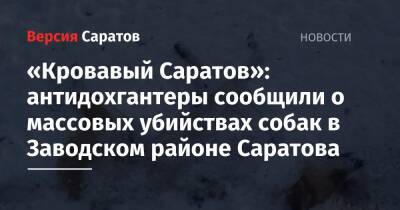 «Кровавый Саратов»: антидохгантеры сообщили о массовых убийствах собак в Заводском районе Саратова
