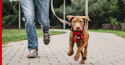 Не для ленивых: 7 пород собак, с которыми нужно много гулять
