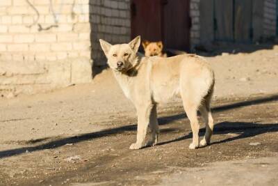 Представитель собачьей передержки в Чите: «Хочется свой кусок земли и никому не мешать»