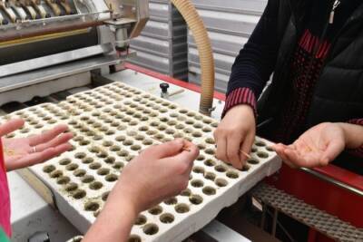 Производство собственных семян планируется наладить в Хабаровском крае