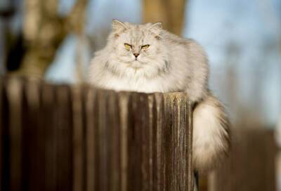 Коты прилетели: Александр Дрозденко поделился умилительными фото из жизни Ленобласти