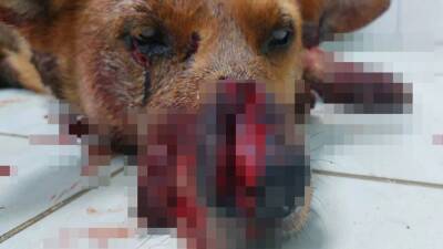 В Ярославле умер пес, которого мог зарубить топором бывший полицейский